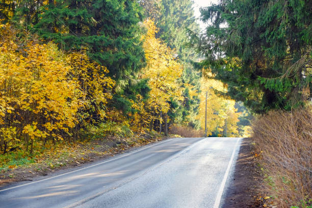 istock Autumn road going into the distance. Yellow leaves on trees 1084551786