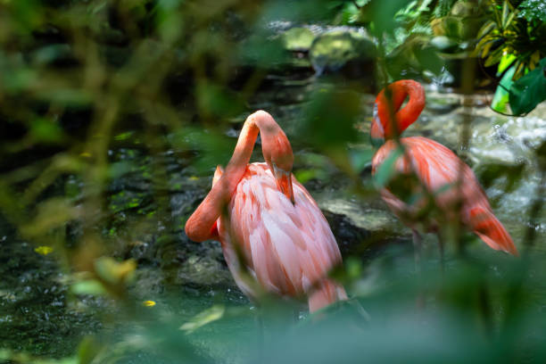 istock Pink Flamingo 1084553950