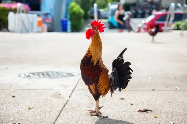 Photo of Rooster