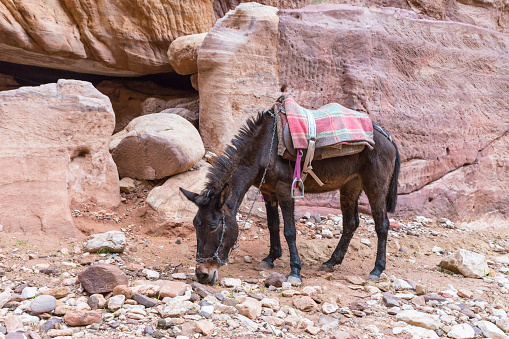 Brown riding donkey grazes in Petra between works waiting for tourists near Wadi Musa city in Jordan