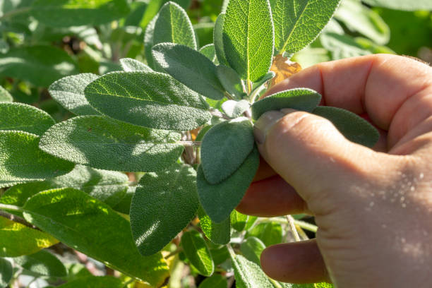 istock Hand pick up salvia plant 1084563644