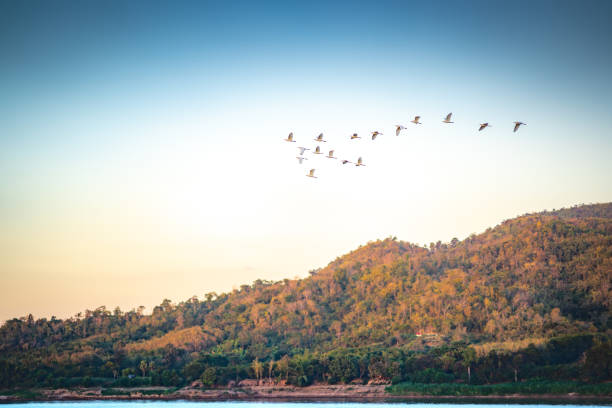 istock Birds flock flying over river and hills on blue sky on sunset 1084564024