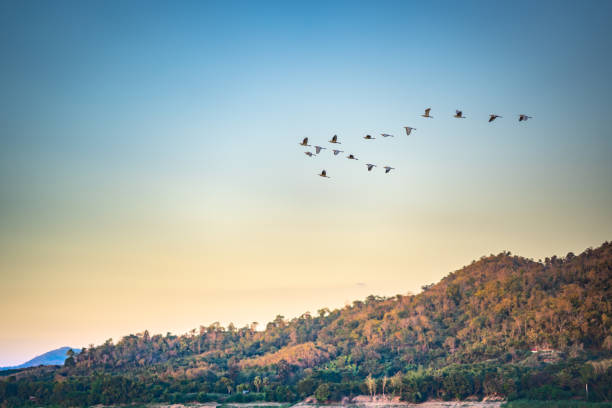 istock Birds flock flying over river and hills on blue sky on sunset 1084564178