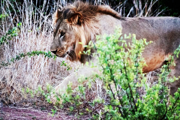 istock Male lion walking 1084566546