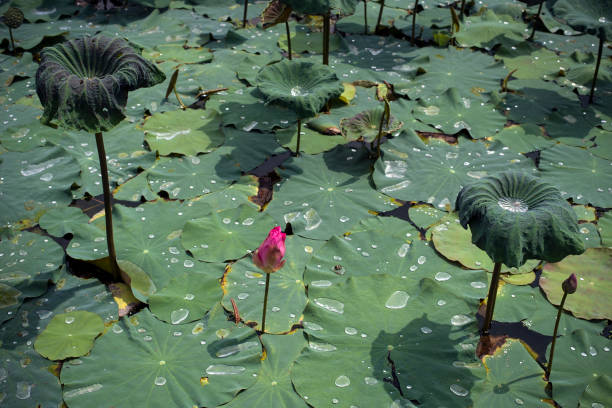 istock Natural lotus pond 1084568824