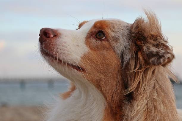istock australian shepherd is looking up to the sky at the beach 1084569346