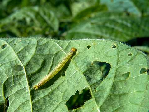 A worm eating the leaf of soy plant