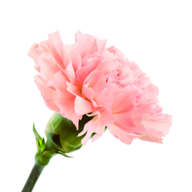 istock Beautiful pink carnation flower with stem isolated on white background close up 1084571180