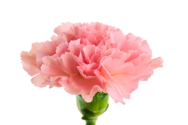 istock Beautiful pink carnation flower with stem isolated on white background close up 1084571192