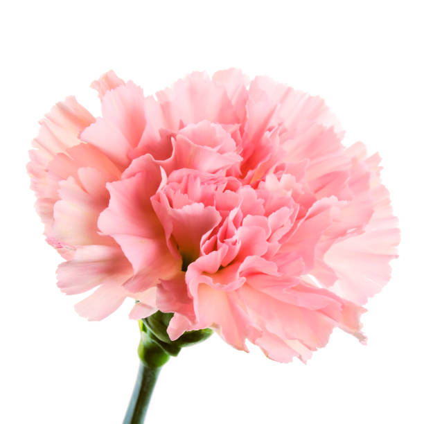 Beautiful pink carnation flower with stem isolated on white background close up