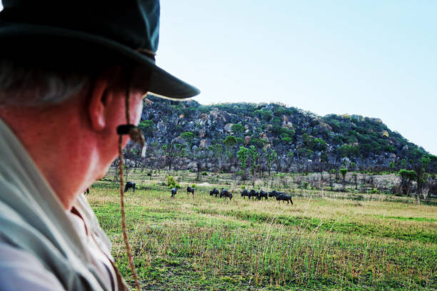 istock Senior man on safari 1084577418