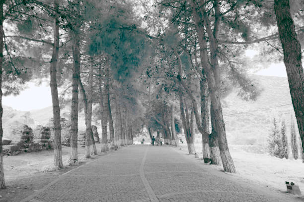 istock infrared photography, landscape. Trees illuminated light morning contrast 1084580918