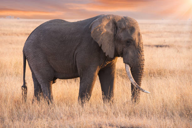 An elephant was eating grass in Serengeti National park. stock photo