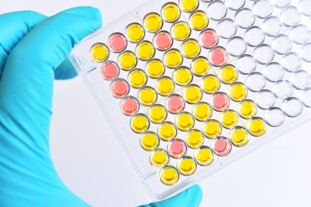 istock Enzyme-linked immunosorbent assay or ELISA plate 1084583590