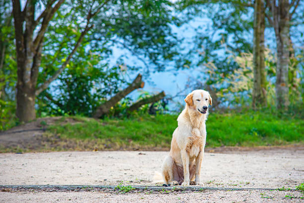 istock A white dog is sitting on the ground. The background trees. 1084583924