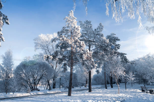 istock Fairy Winter Forest - Frosty Day 1084588536