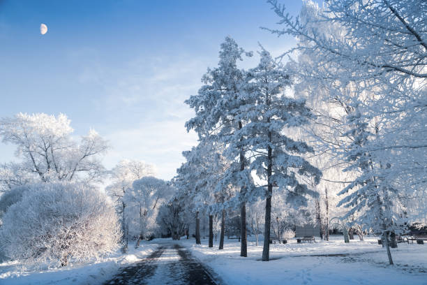 istock Fairy Winter Forest - Frosty Day 1084588578