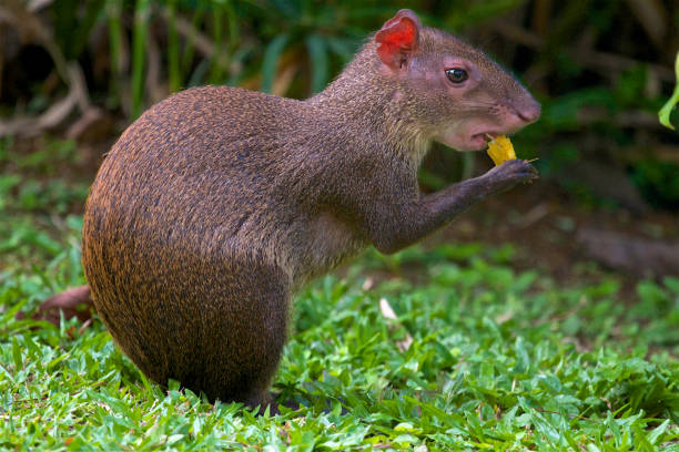 agouti - agouti 뉴스 사진 이미지