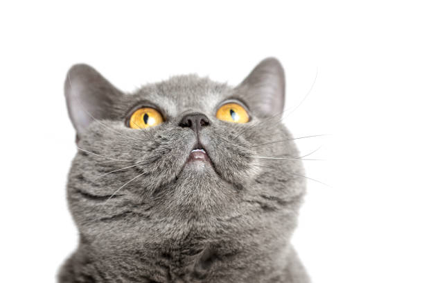 istock Gray British cat looking up on a white background 1084592816