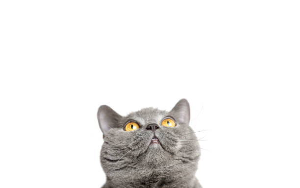 istock Gray British cat looking up on a white background. Panorama 1084595042