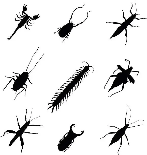 Vector illustration of Creepy bugs from nature