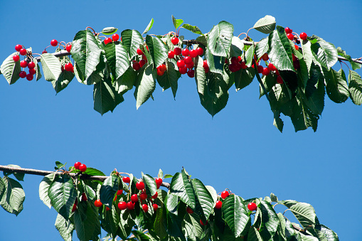 Cherries on a cherry tree, leaves, two branches and clear blue sky background. Ribeira Sacra, Galicia, Spain.