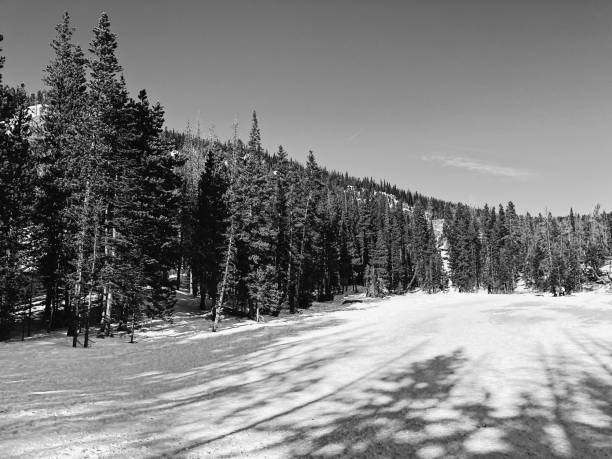 lago d'inverno - forest landscape pine tree snow foto e immagini stock