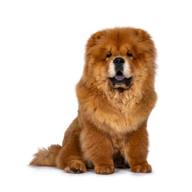 cute fluffy chow chow pup dog, sitting straight up facing front looking at camera. isolated on a white background. mouth open, showing blue tongue. - chow imagens e fotografias de stock