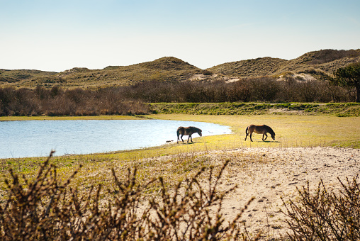 Two wild Konik horses in the dunes at the edge of a seep, walking away from the water. Landscape of a little dune lake in a moist dune valley. Noord Holland Dunes Reserve at Egmond aan Zee, the Netherlands