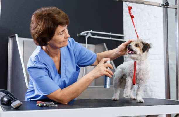 mujer aseo cachorro con preparaciones - sprinkling can fotografías e imágenes de stock