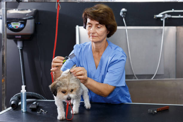 istock Woman grooming havanese in salon 1084614864