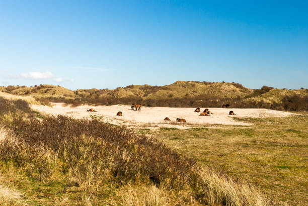 A herd of wild Konik horses is resting or grazing in a sandy dune valley behind the sea-buckthorn bushes. Large herbivores like Koniks are brought back into the Dutch and European nature reserves and live in the wild, to help maintain the natural eco-systems. Photo made in the Noord Holland Dunes Reserve at Egmond aan Zee, the Netherlands