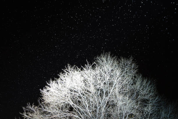 branches enneigées d’arbre d’hiver dans le ciel noir. - white black tree fog photos et images de collection