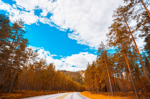 Norway, Trees, Forest, Highway - Highway stretching deep into a forest in Norway