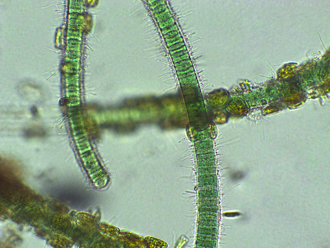 Green filamentous algae, Oscillatoria sp.