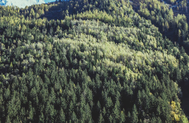 istock Sunny autumn coniferous trees hills background 1084620916