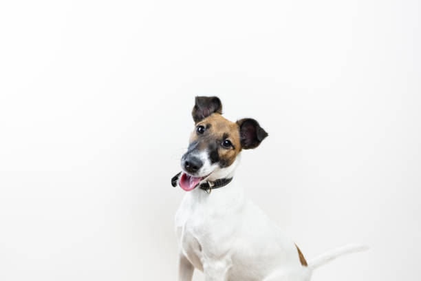 istock Cute intelligent puppy in white background, front view 1084622384