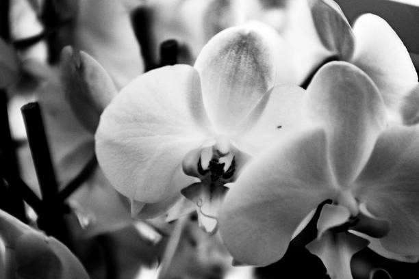 istock Close-Up Of Flowers 1084622480
