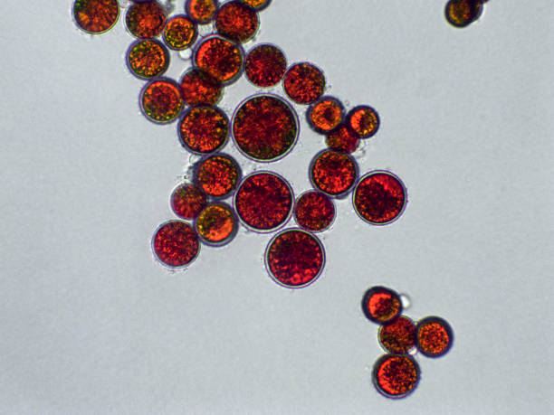 hematococcus pluvialis zielona torbiel glonów pod mikroskopijnym widokiem x40 - algae cell plant cell micro organism zdjęcia i obrazy z banku zdjęć