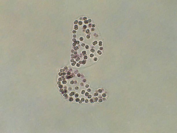 Microcystis Color 130+ Microcystis Stock Photos, Pictures & Royalty-Free Images - iStock