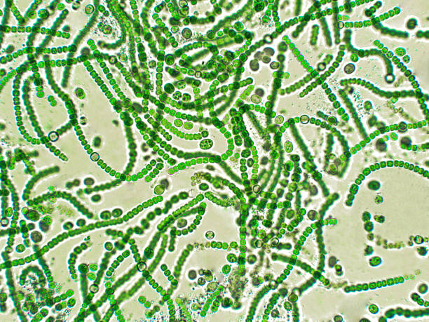 Nostoc sp. algae under microscopic view Nostoc is a genus of cyanobacteria found in various environments that forms colonies composed of filaments of moniliform cells in a gelatinous sheath. nitrogen photos stock pictures, royalty-free photos & images