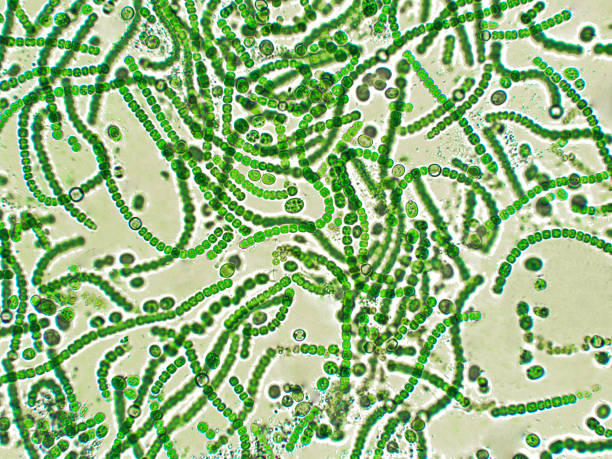 Nostoc sp. algae under microscopic view Nostoc is a genus of cyanobacteria found in various environments that forms colonies composed of filaments of moniliform cells in a gelatinous sheath. nostoc stock pictures, royalty-free photos & images