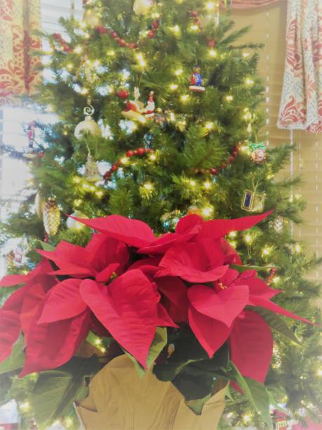 istock Christmas poinsettia, tree soft focus background 1084626618