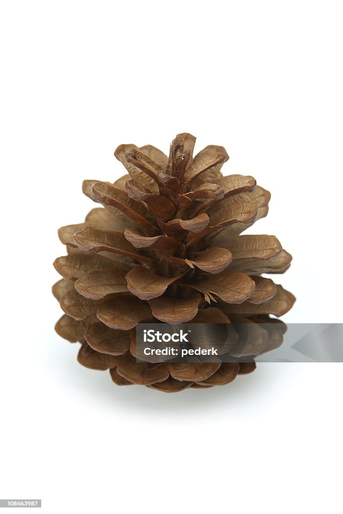 Abeto cone (1Ds Mark III - Royalty-free Branco Foto de stock