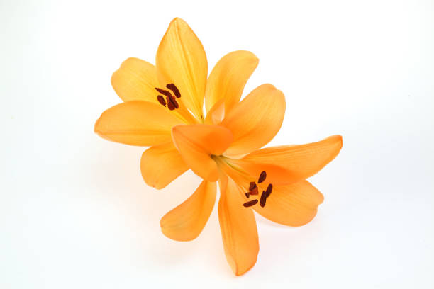 istock flower head of lily in a white background 1084648102