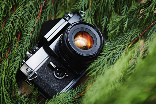 Old vintage film camera lying in green tree branches