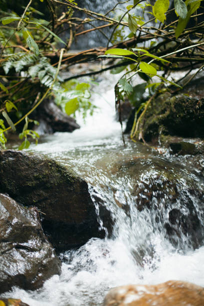 istock Rio running in the jungle 1084653688