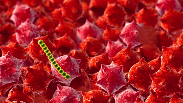 Bacteria cells, science 3d animation