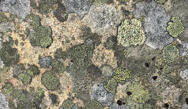 istock Lichen and Moss Nature Abstract Background 1084670978