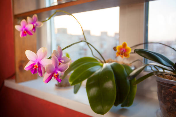 Beautiful rare orchid in pot on white window stock photo